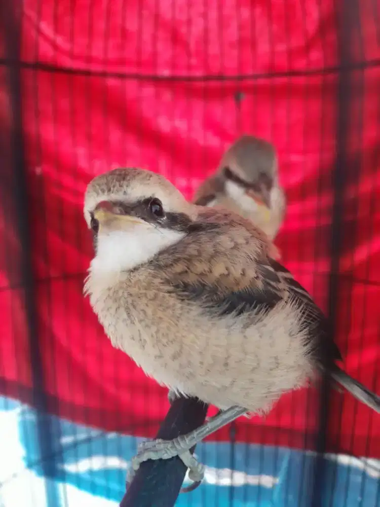 Burung anakan pentet