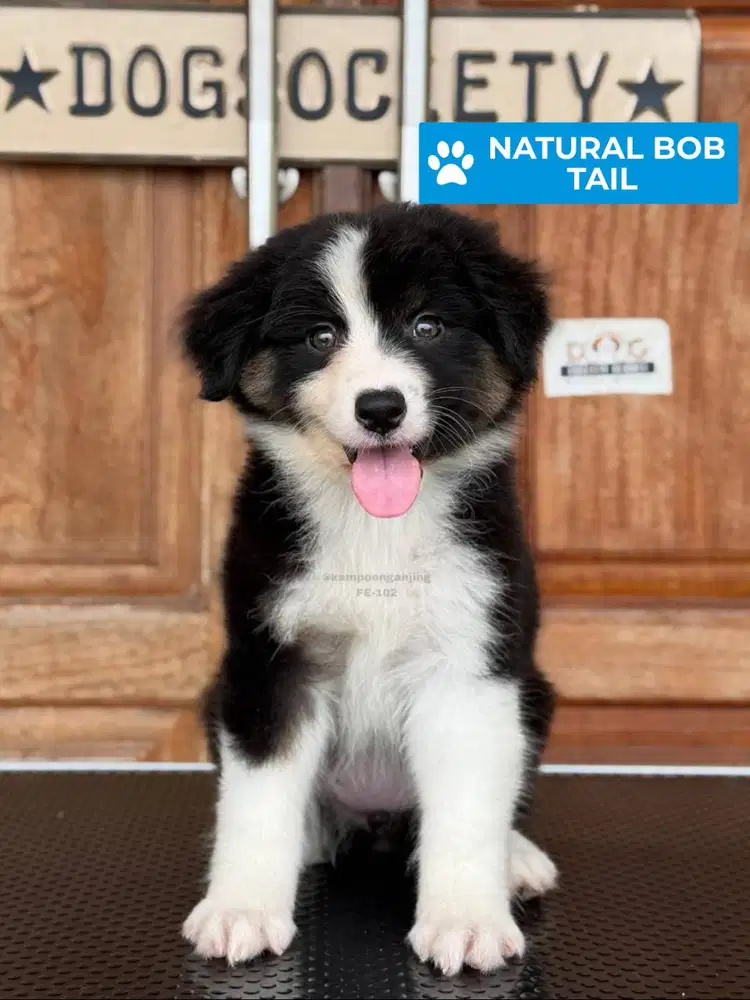 Australian Shepherd Puppy Ceria