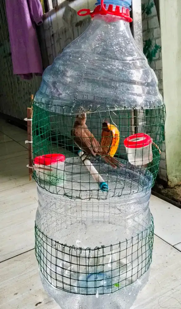 Burung trucukan dan JaBaLi