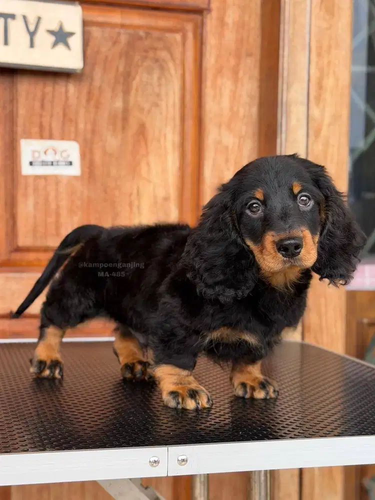 Dachshund Longhaired Puppy Fluffy