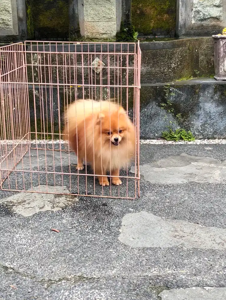 Pom jantan super bulet