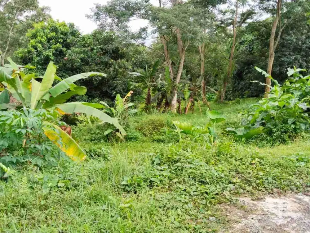 tanah 5400m 60x90 di Jl raya pakintelan gunungpati semarang