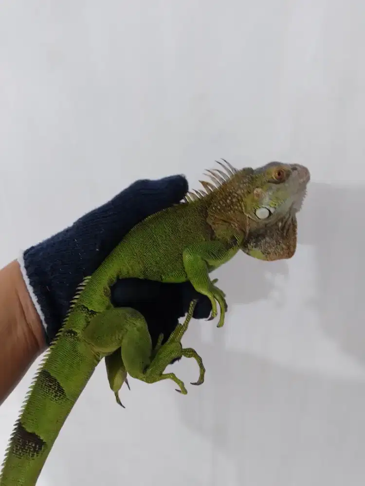 Iguana green spesial koleksi