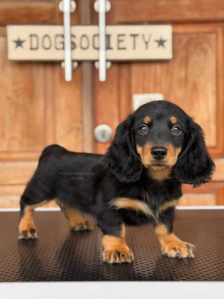 Longhaired Dachshund Imut dan Manis