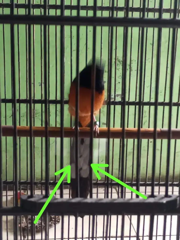 Murai batu gacor fullset