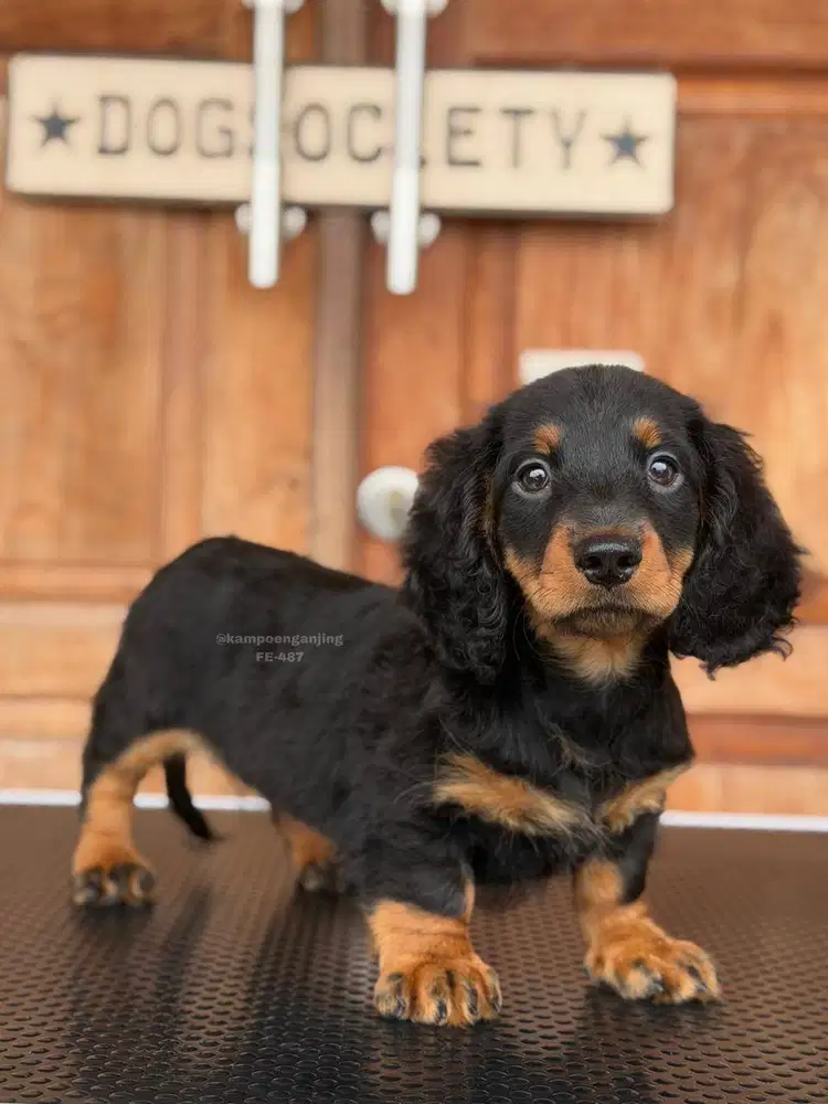 Puppy Dachshund Longhaired Ceria