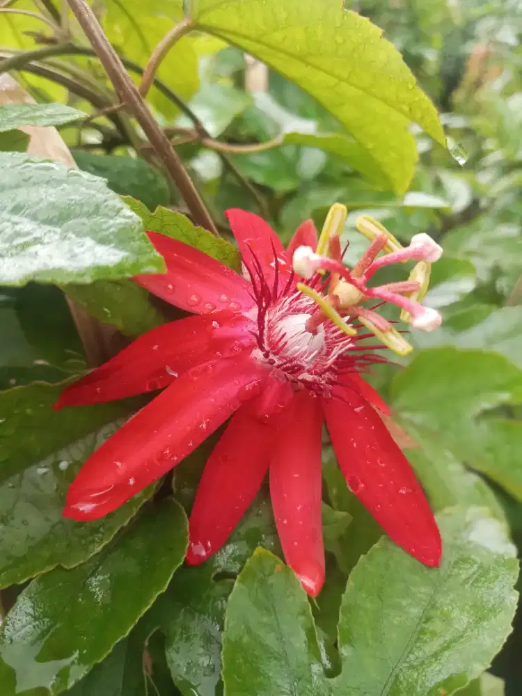 Pohon rambat penut india