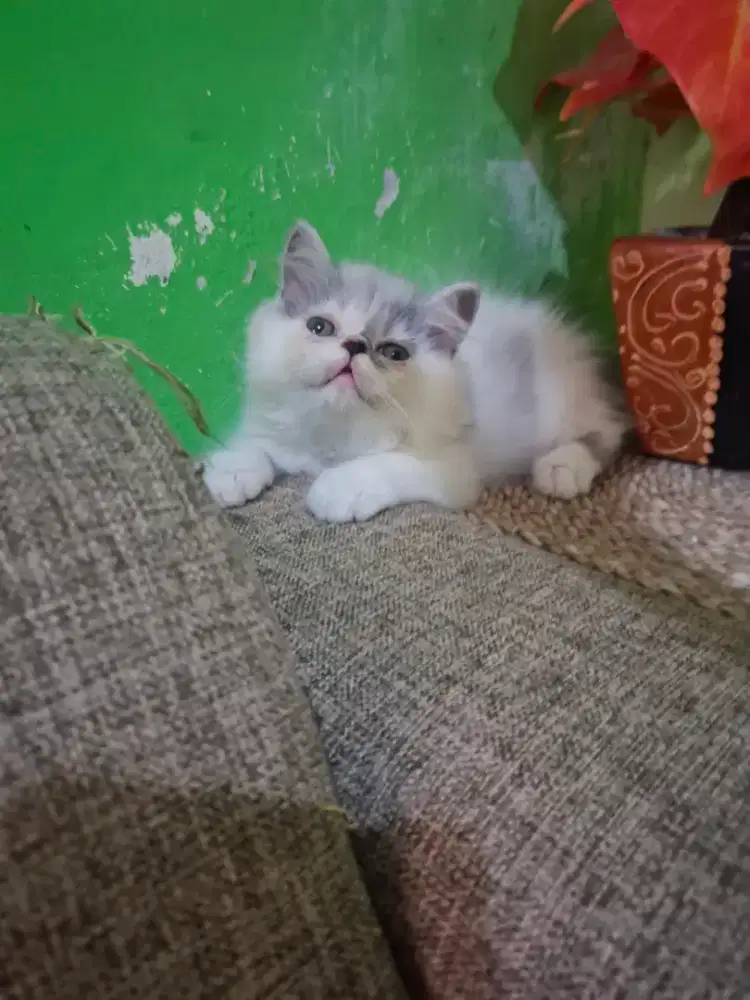 Kucing persia exotic