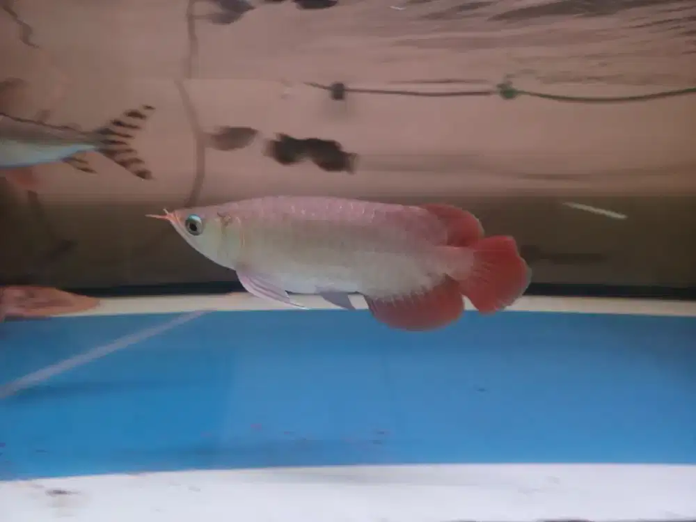 ARWANA AROWANA SUPER RED SB