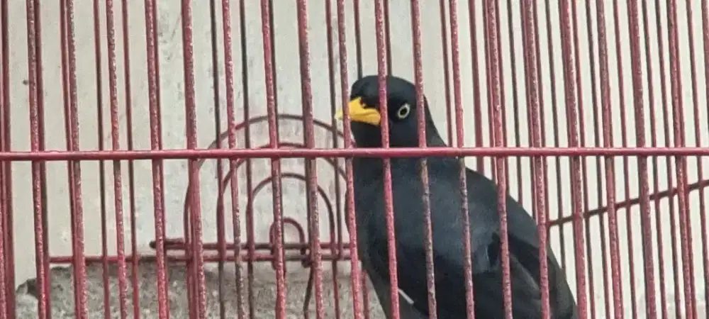 Jalak KEBO mata putih