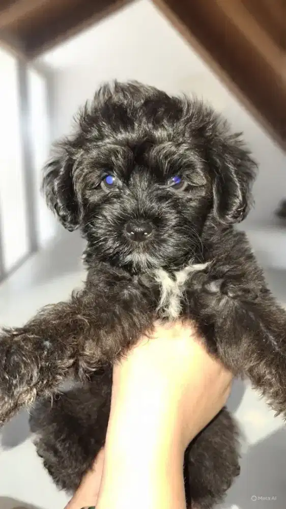 Poodle Shirzu (Shipoo)