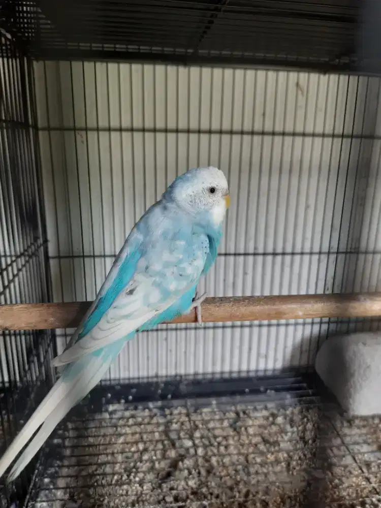 Burung parkit mutasi