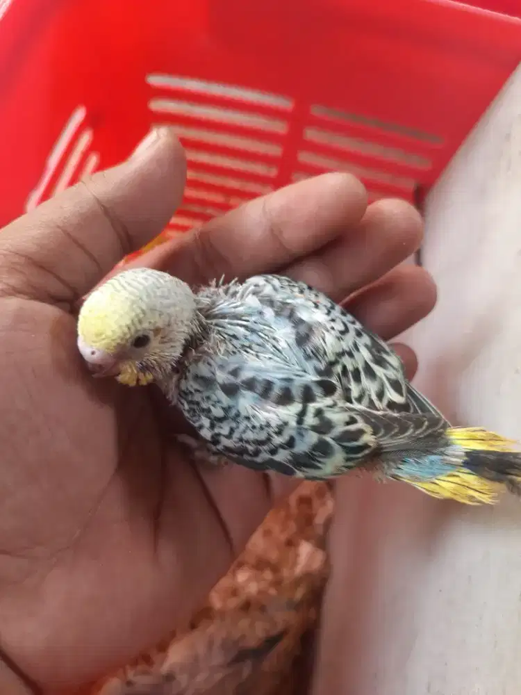 Burung parkit anakan