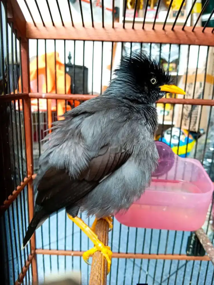 Burung JALAK KEBO Jinak Rajin Mulus