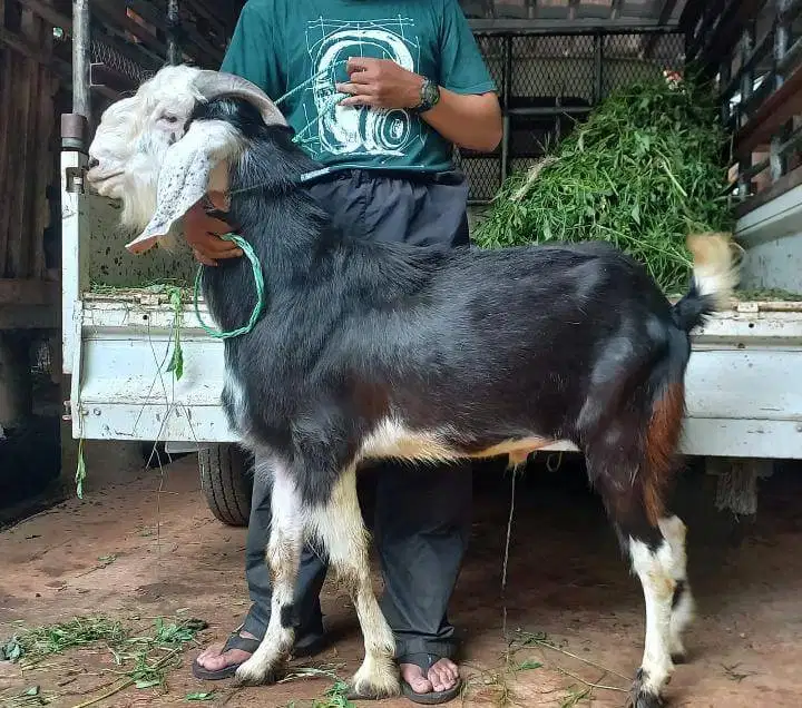 kambing qurban jantan 30-50 kiloan timbang riil siap hewan kurban 2026