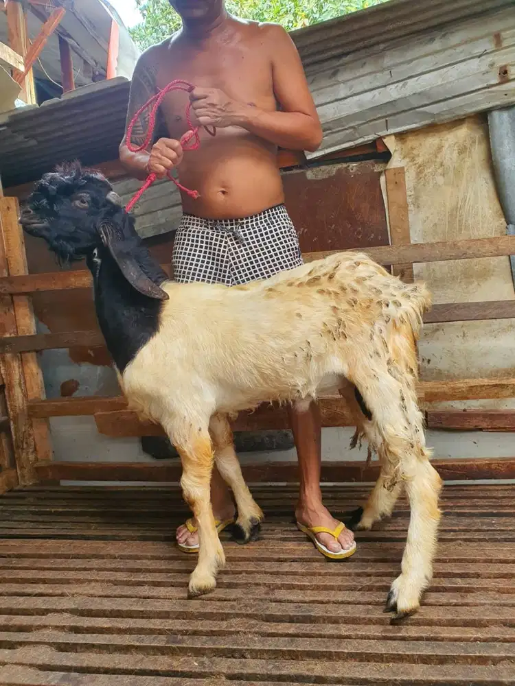 kambing qurban jantan 30-50 kiloan timbang riil siap hewan kurban 2026