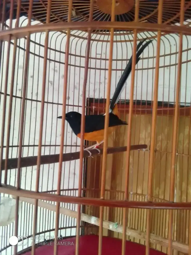 Murai pastol ya gan trah prestasi