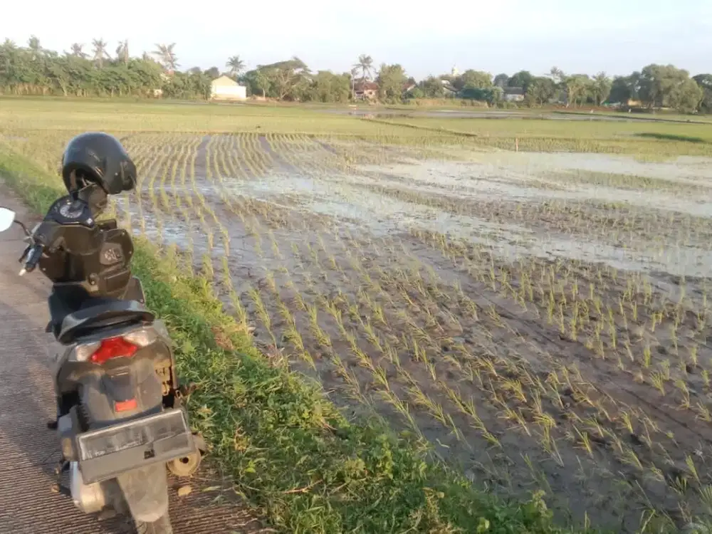 Dijual Cepat Tanah/Kavling Sawah di Rajeg Tangerang By Rumah Chinida