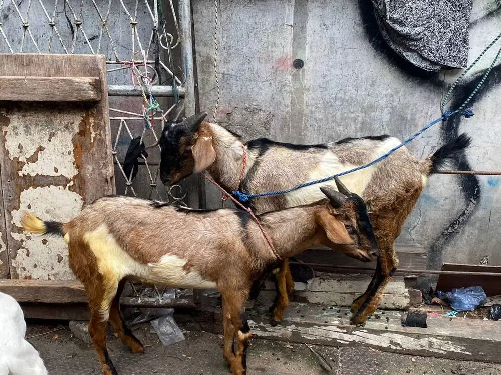 kambing qurban jantan 30-50kiloan timbang riil siap kurban 2026 manteb