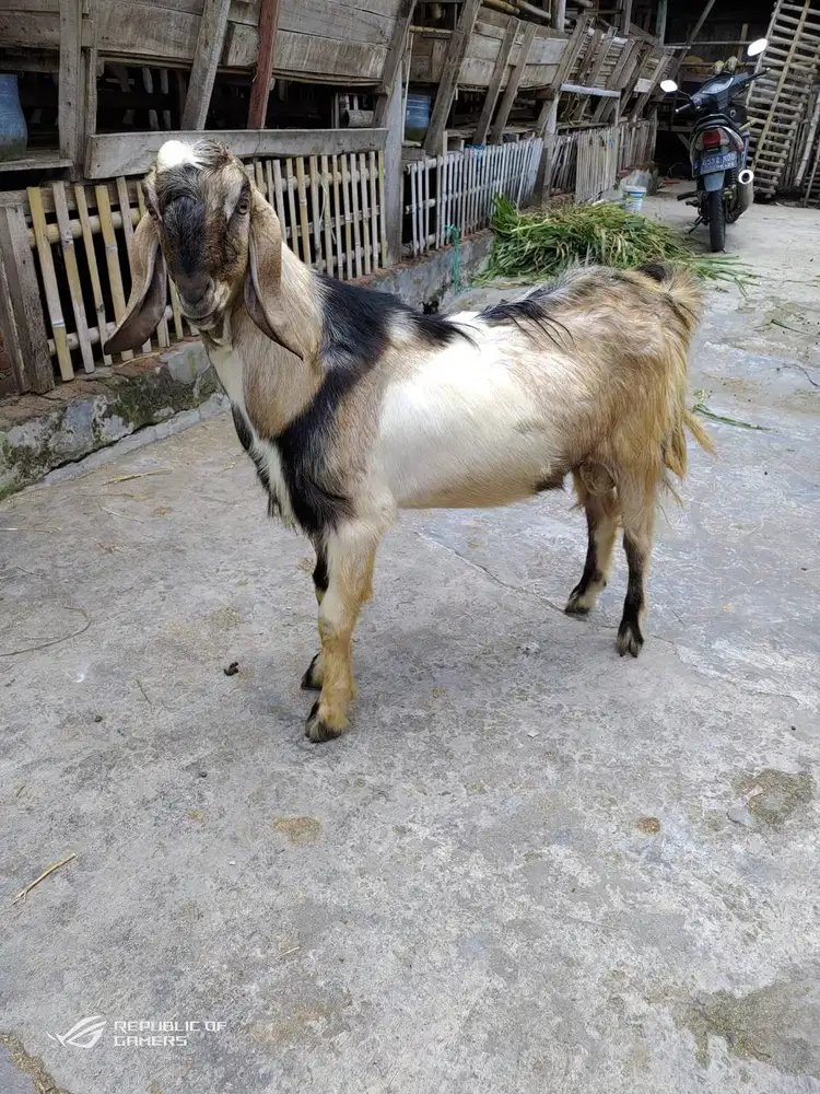 kambing qurban jantan 30-50kiloan timbang riil siap kurban 2026 manteb