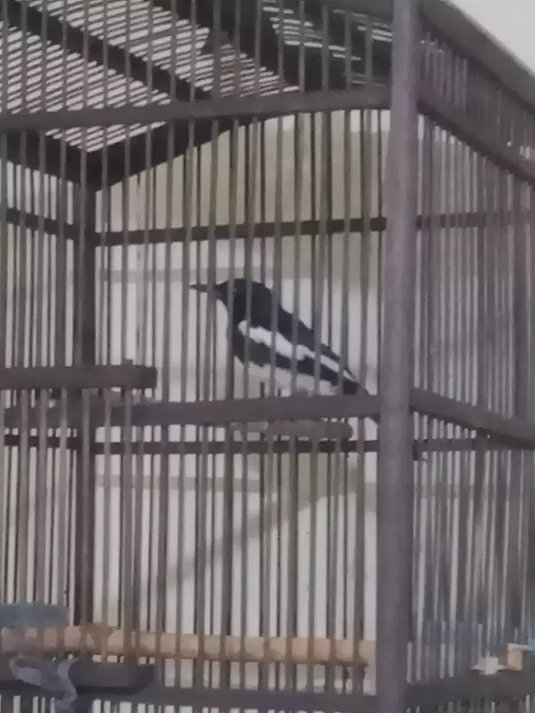 Jual Kacer jabar rajin jinak fs / burja