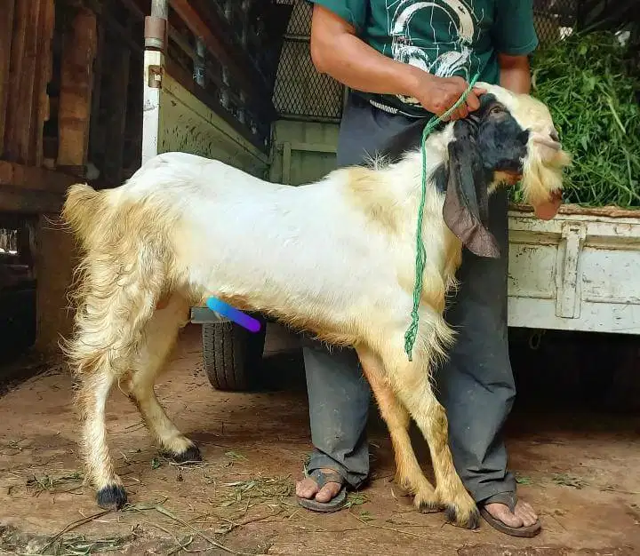 kambing qurban 30-50kiloan jantan siap hewan kurban 2026 jamin manteb