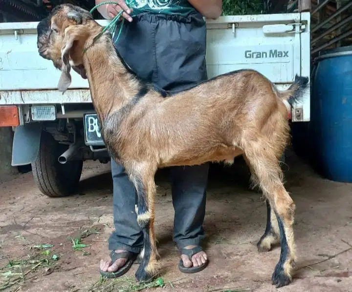 kambing qurban 30-50kiloan jantan siap hewan kurban 2026 jamin manteb