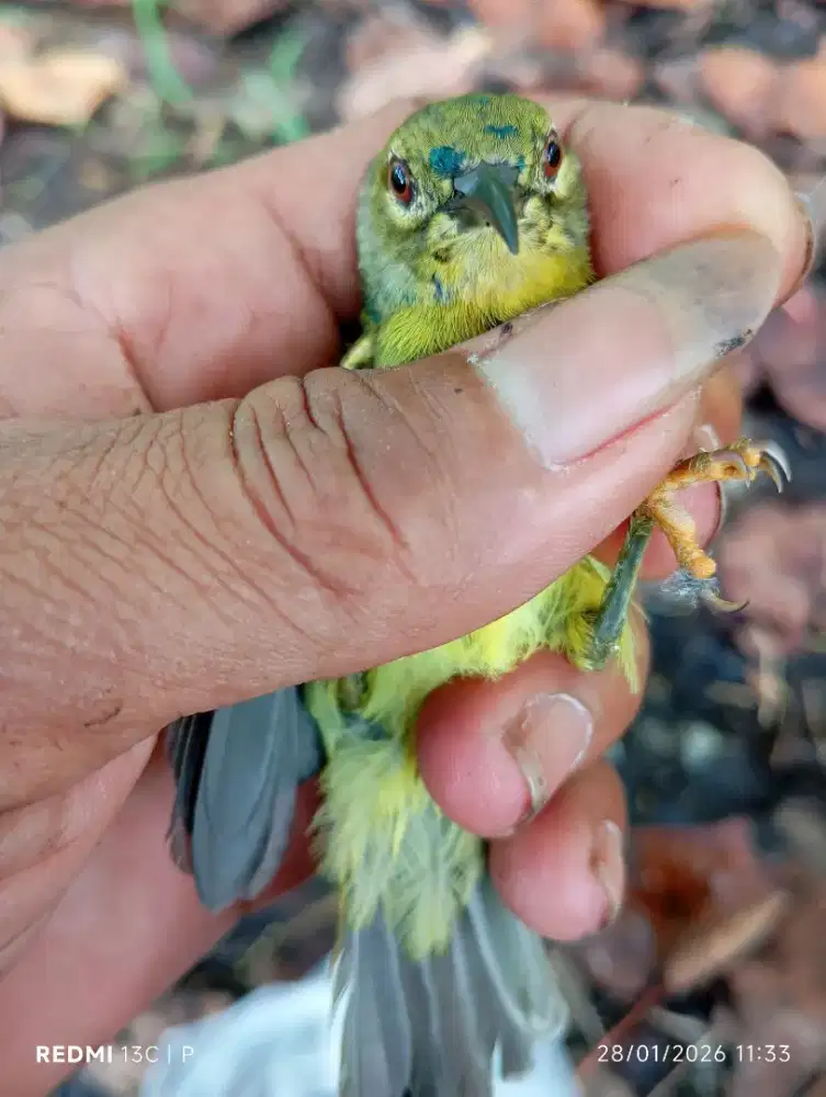 Burcil bahan bangunan