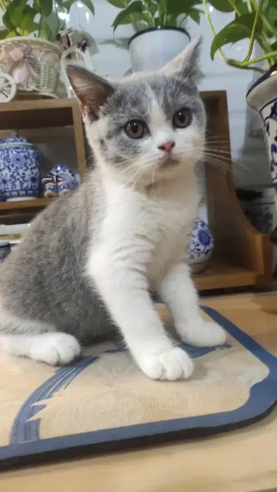 Bsh bicolor betina 4 bln, mom nonped, dad ped