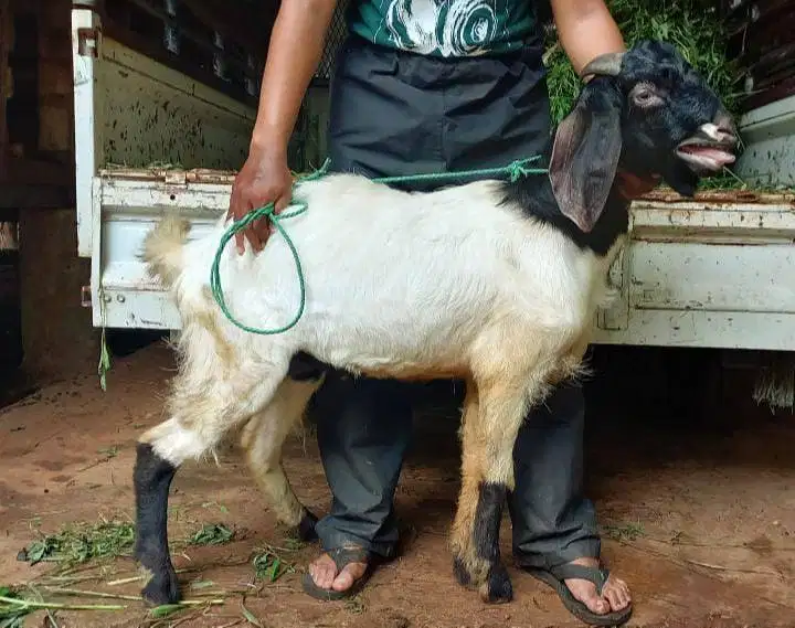 kambing qurban 30-50kiloan timbang riil siap kurban 2026 rawatan puas