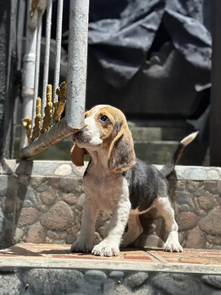 BEAGLE PUPPY WOMEN