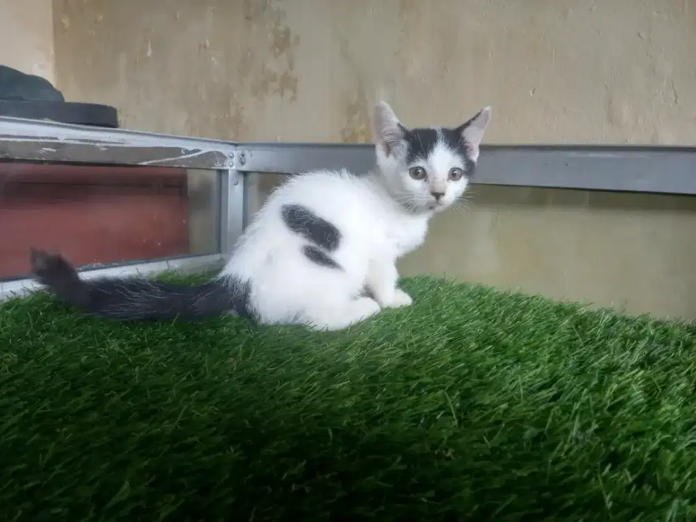 Munchkin cebol anakan bsh x cebol