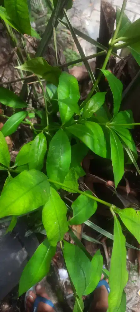 Bibit bunga alamanda yellow bright