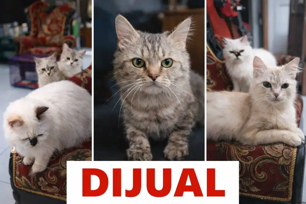 radoll campur pondok jati sda