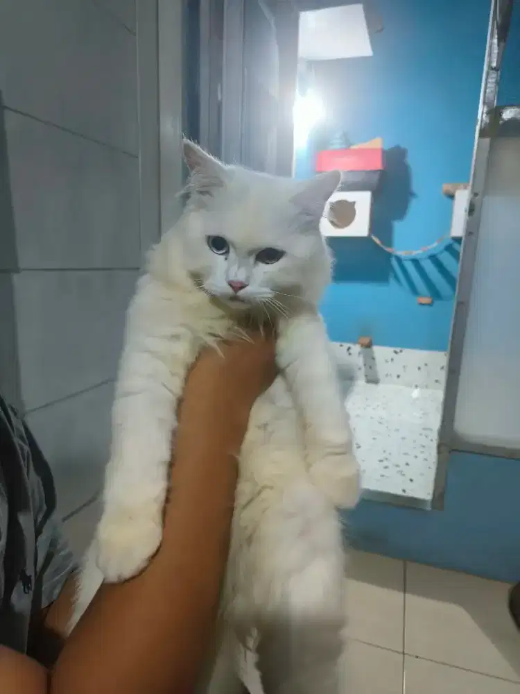 Kucing persia putih