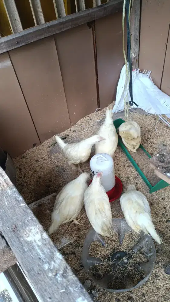 White Leghorn murni 5 ekor 4 bulan