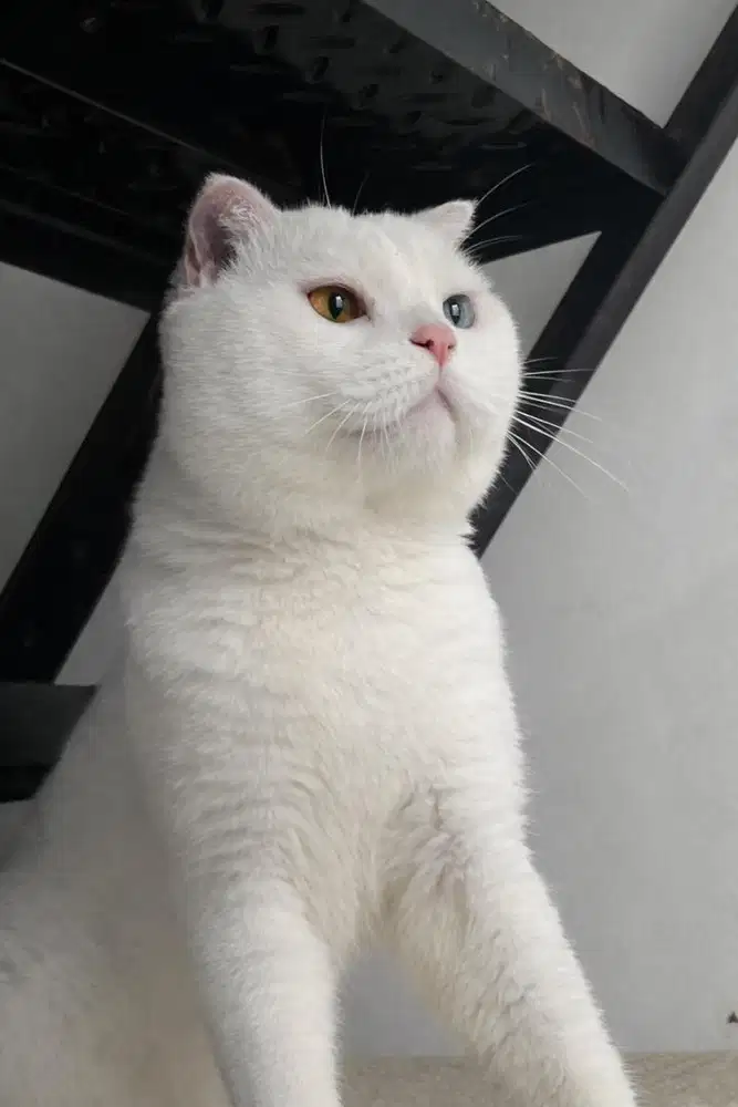 Jasa Pacak Kawin Kucing scottish fold