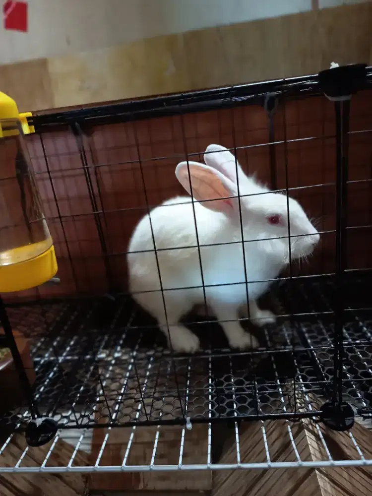 Jual kelinci, sama perlengkapannya