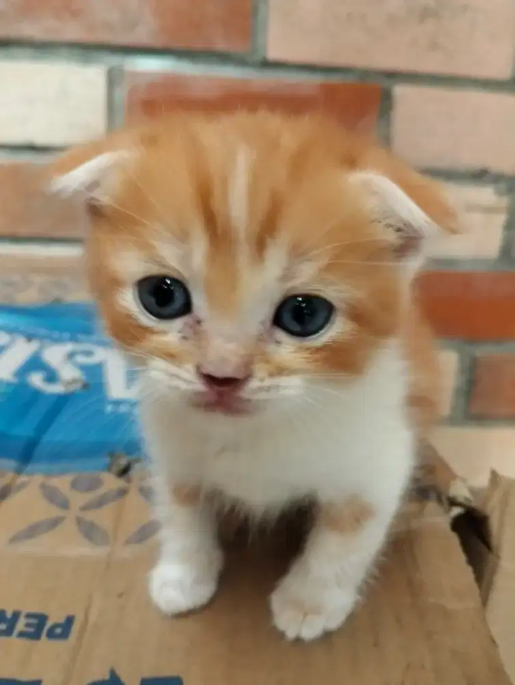 Kitten Scottish fold jantan