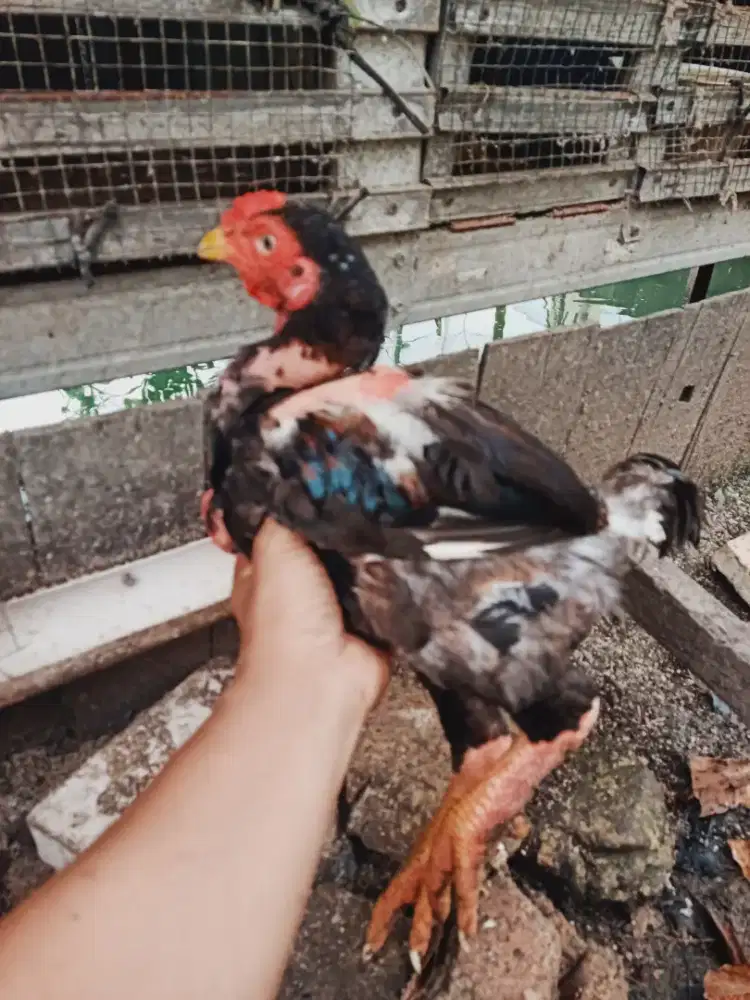 sepasang ayam dong tao atau kaki gajah
