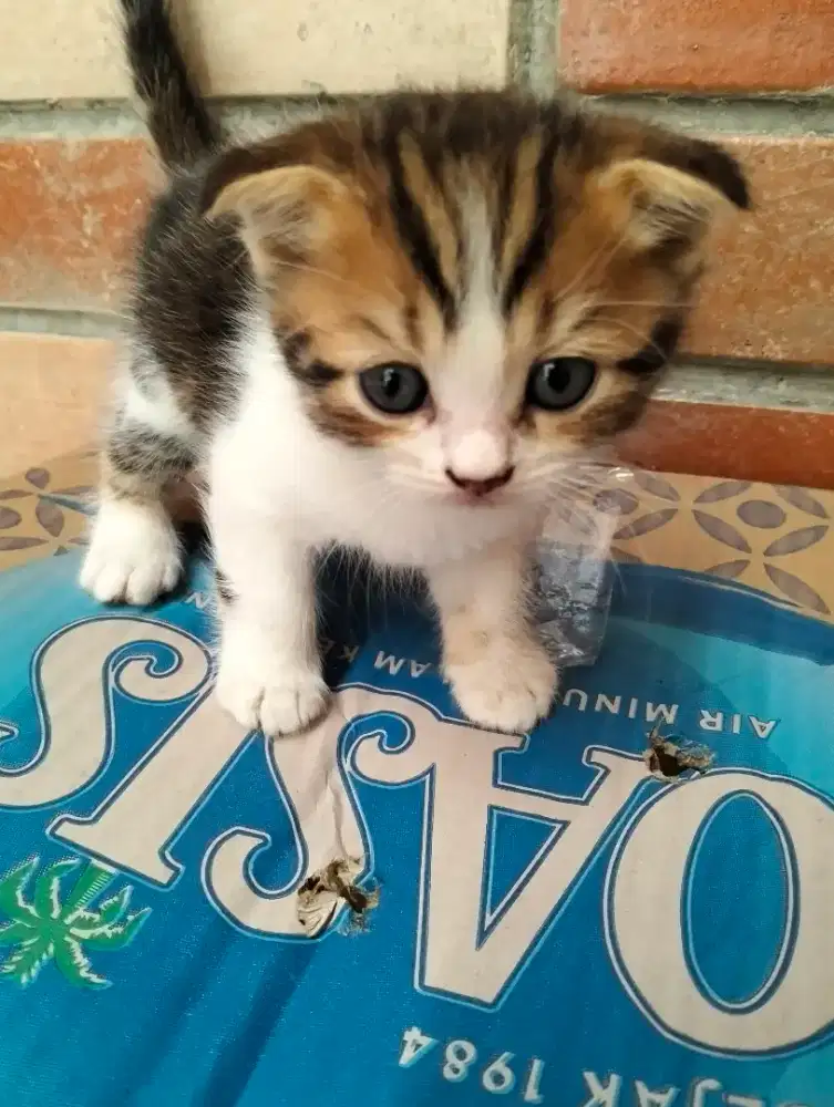 Kucing Kitten scottish fold jantan