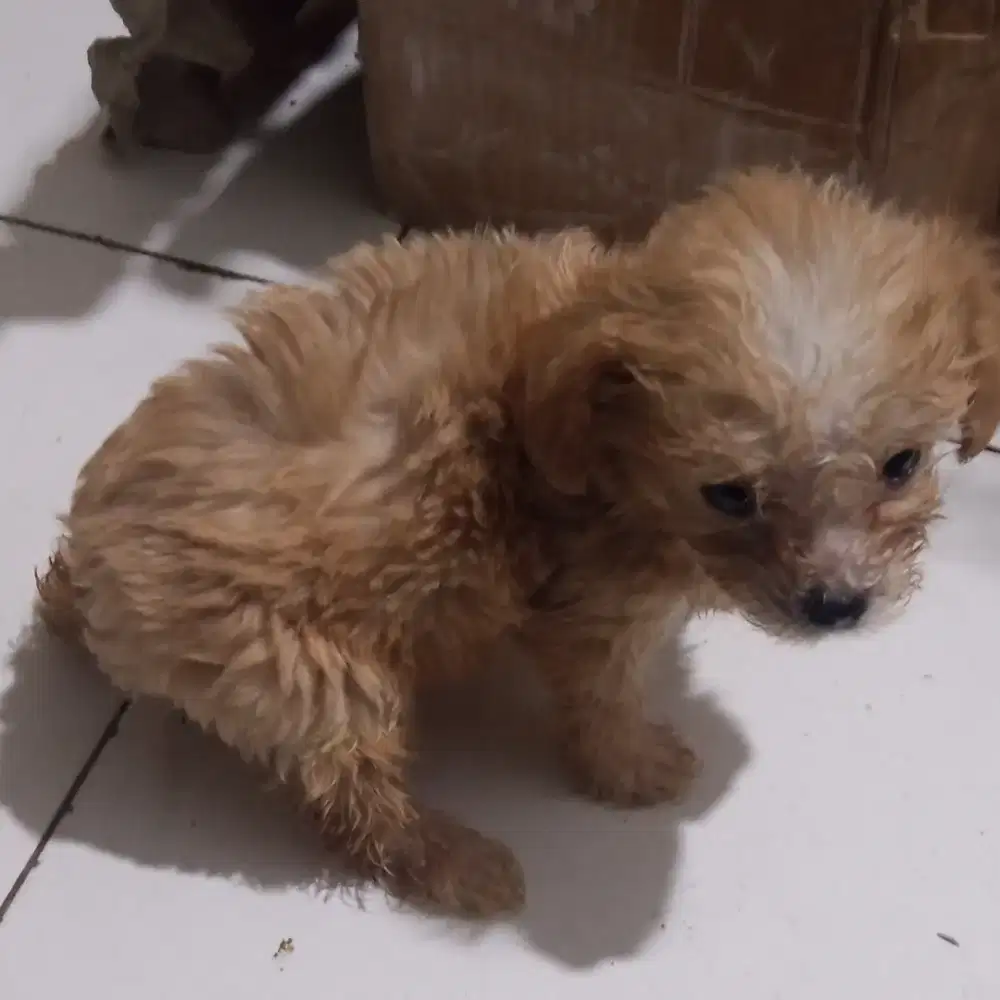 Toy poodle jantan