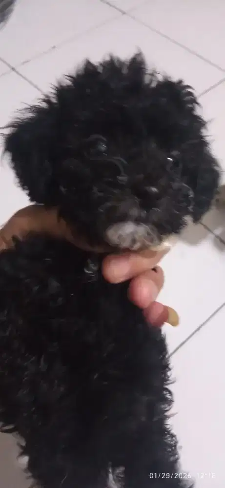Toy poodle betina