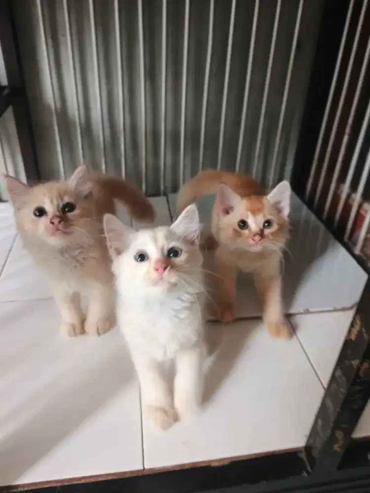 Persia jantan-betina 2,5 bulan