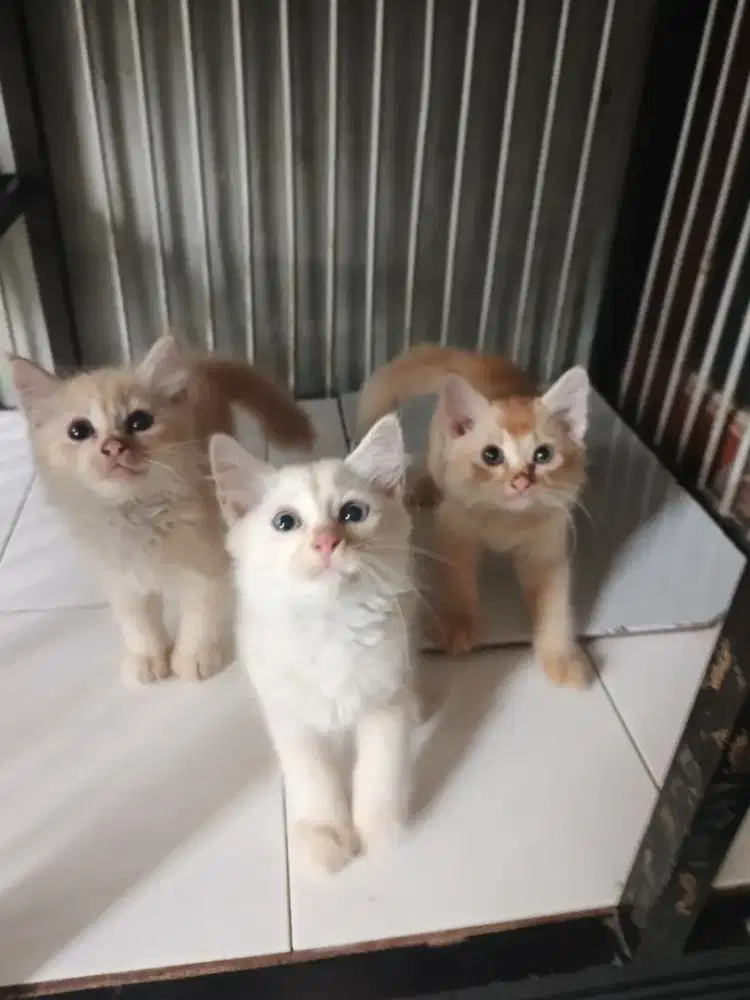 Persia jantan-betina 2,5 bulan