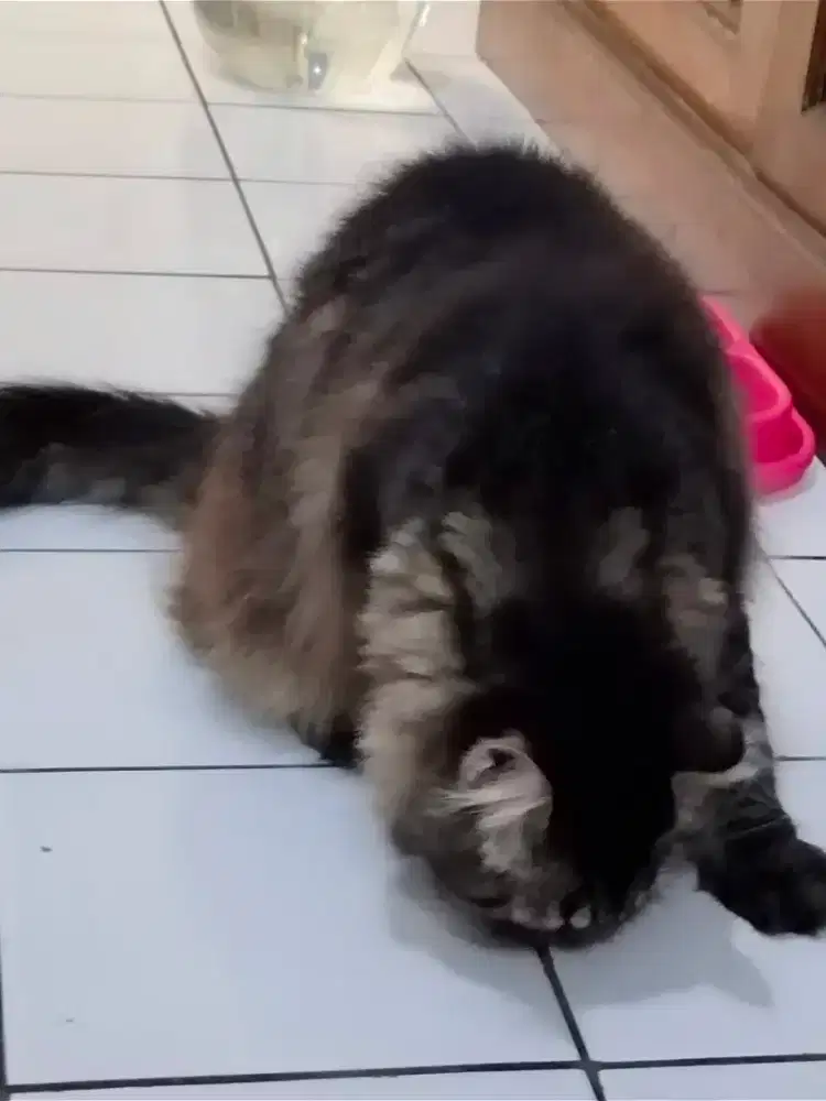 Kucing Persia siap adopsi