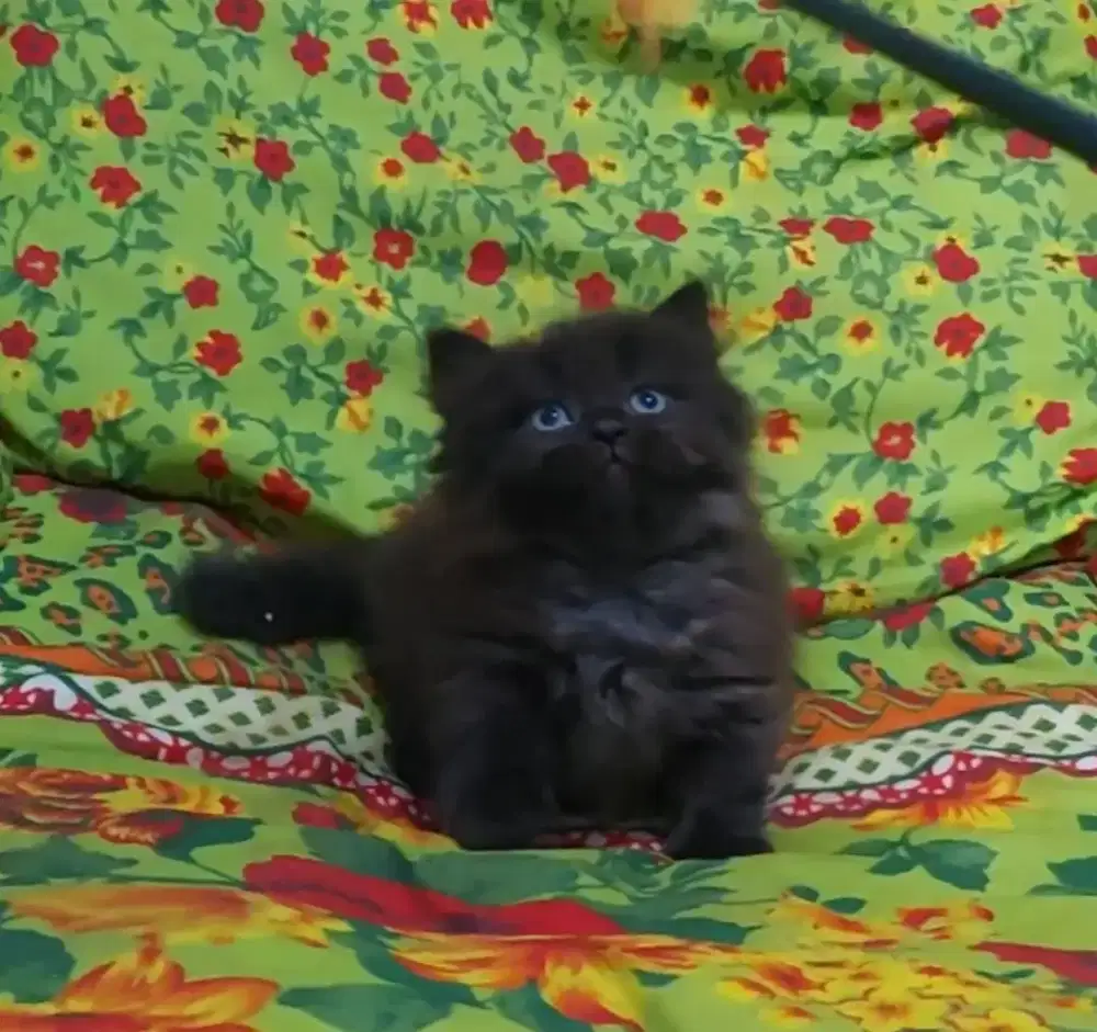 Munchkin Black Solid Jantan