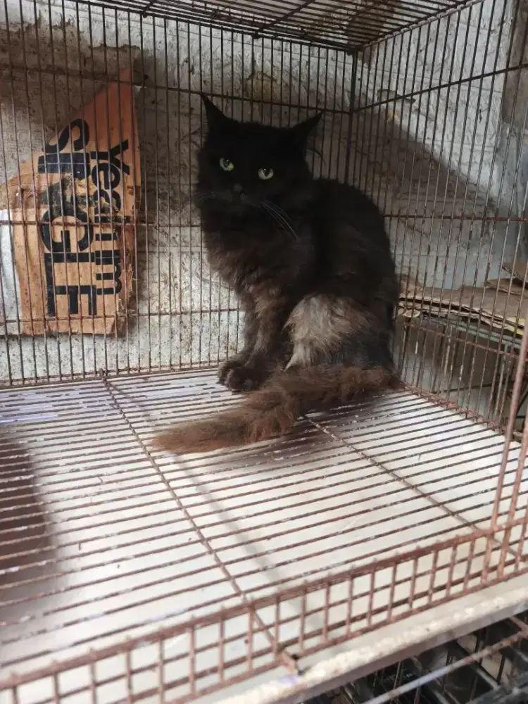 Persia jantan 5 bulan