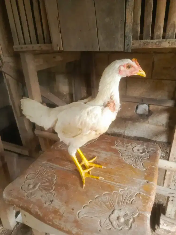 Ayam Dedara Pama 2 Ekor