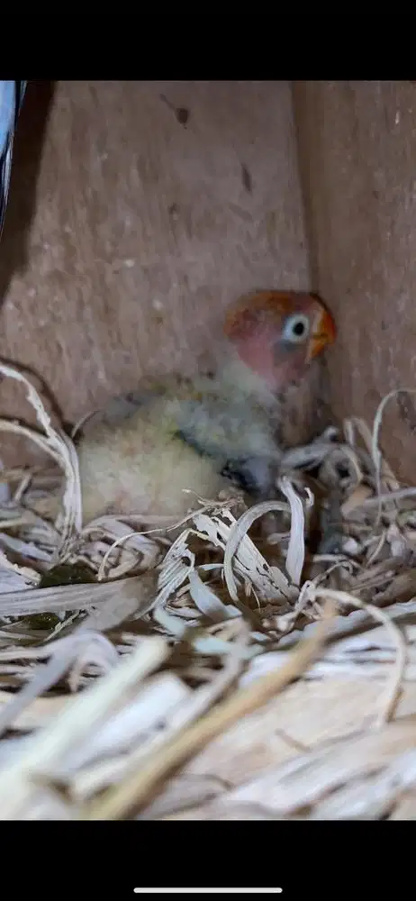 Lolohan Lovebird bio ewing gold (anak tunggal)